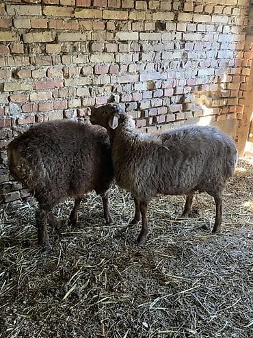 камут: Продаю | Баран (самец) — 2