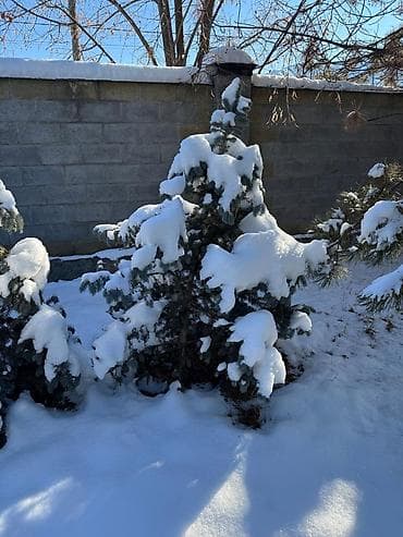 Көмүр: Көчөттөр дарактардын: Карагайлар, Өзү алып кетүү — 4