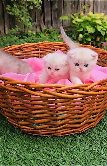 Шотландские котята от красивой пары. Предлагаем для бронирования — 6