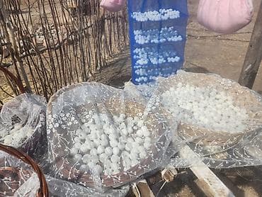 Сушёные шарики курута (традиционный кисломолочный продукт Центральной