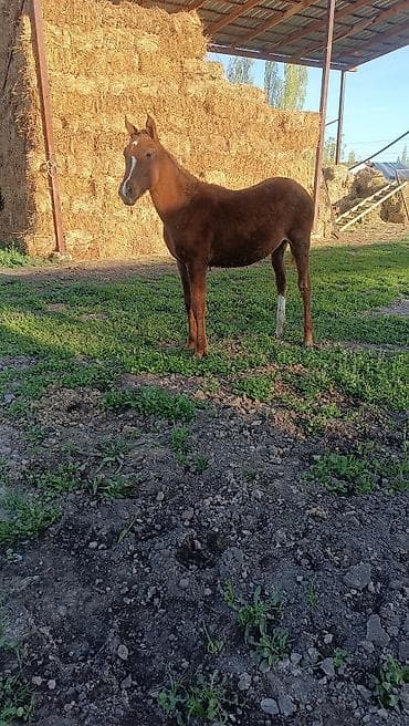 отдам хаски в добрые руки: Продаю | Жеребенок | Для разведения | Племенные — 3