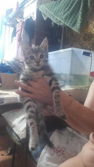 охотнич: Котёнок тигрового окраса - Полосатый котёнок с ярким контрастным — 1