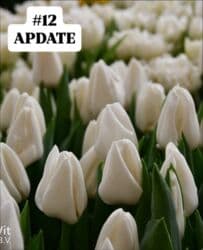 купить луковицы тюльпанов из голландии: Предлагаются тюльпаны различных оттенков для предзаказа к 8 марта 2026 — 13