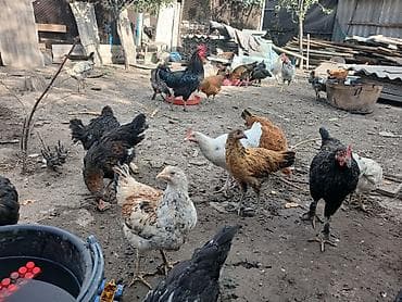 куры живые: Продаю | Куры | Домашняя | Для разведения — 6