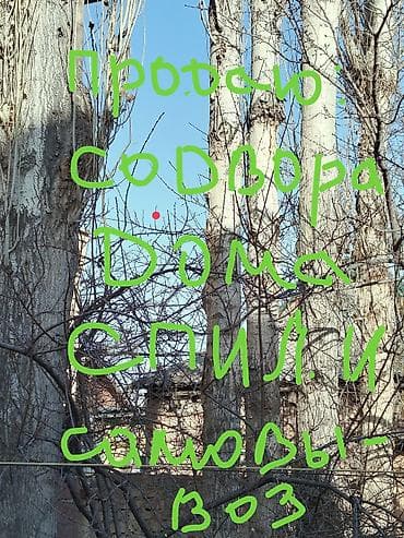 Тополь «на корню» во дворе частного дома. - Деревья взрослые