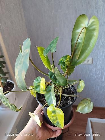 Филодендрон вариегатный в горшке - Компактный куст с несколькими