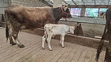 Продаю | Корова (самка), Бык (самец) | Швицкая | Для разведения, Для молока | Племенные, После отела