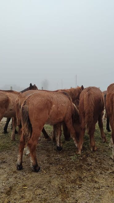 зоотовары оптом дордой: Продаю | Жеребец, Жеребенок — 5
