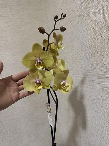 орхидея цена: Орхидеи сортовые в наличии.Биг липы,каменная роза,ароматная орхидея — 8