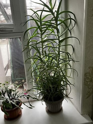 Алоэ: Комнатные растения в горшках. 1) Декабрист (Schlumbergera — 2