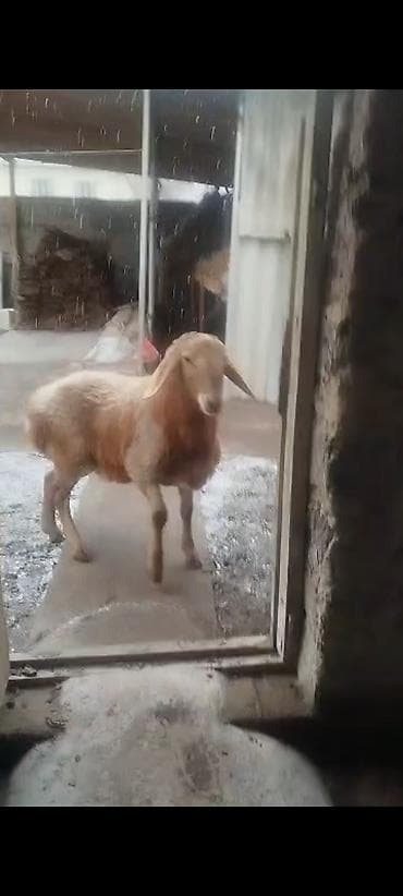 Продаю | Овца (самка) | Для разведения | Матка