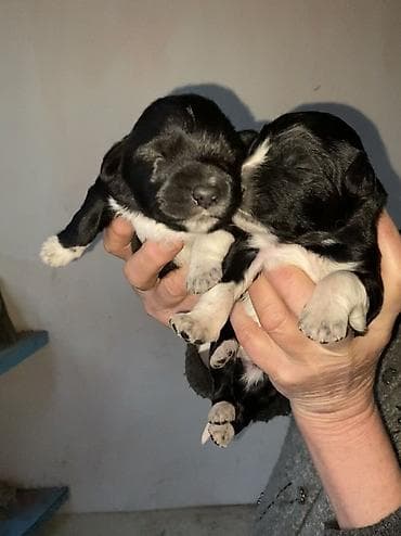 КУТЯТА! Отдам в ОЧЕНЬ добрые руки крошек-щеночков от небольшой собаки at lalafo.kg КУТЯТА! Отдам в ОЧЕНЬ добрые руки крошек-щеночков от небольшой собаки