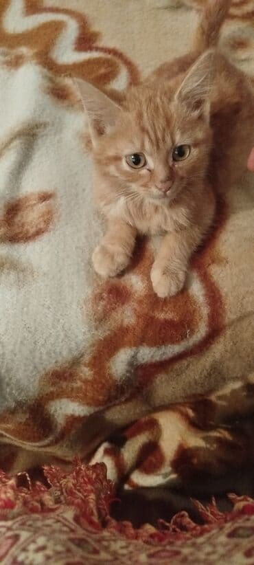 где можно купить котят в бишкеке: 4 месяца, Мальчик, Приучена к лотку — 1