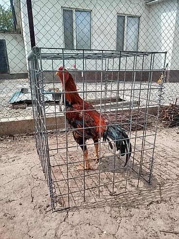 толк кана: Дакан тулок короз сатылат алмашу жолдору бар домашний тооко алмашам — 5