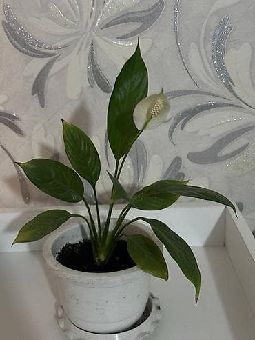 Спатифиллум (Spathiphyllum), комнатное растение в горшке. адрес 8 мкр at lalafo.kg Спатифиллум (Spathiphyllum), комнатное растение в горшке. адрес 8 мкр