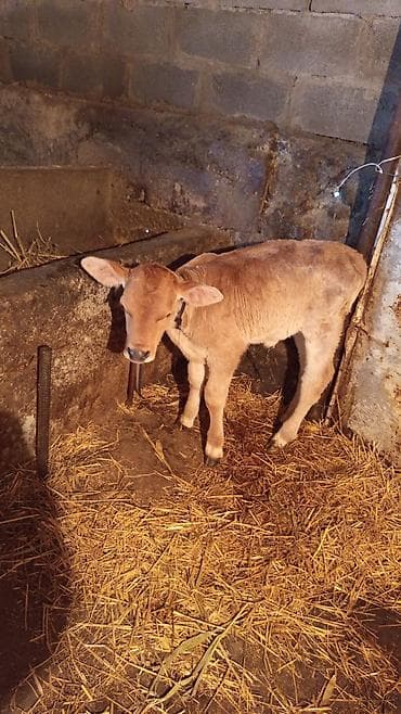 утки белые: Продаю | Музоо, торпок | Полукровка | На откорм — 3