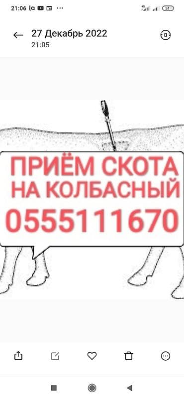 Частное лицо, Колбасный цех : Коровы, быки, Лошади, кони, Другие с/х животные, | Круглосуточно, Любое состояние, Забитый at lalafo.kg Частное лицо, Колбасный цех : Коровы, быки, Лошади, кони, Другие с/х животные, | Круглосуточно, Любое состояние, Забитый