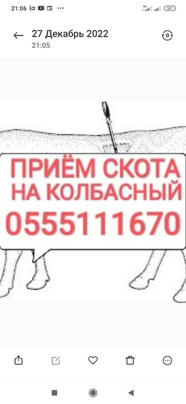 кремация животных бишкек: Сатып алам | Уйлар, букалар, Жылкылар, аттар, Башка а/ч жаныбарлары | Күнү-түнү, Бардык шартта, Союлган — 1