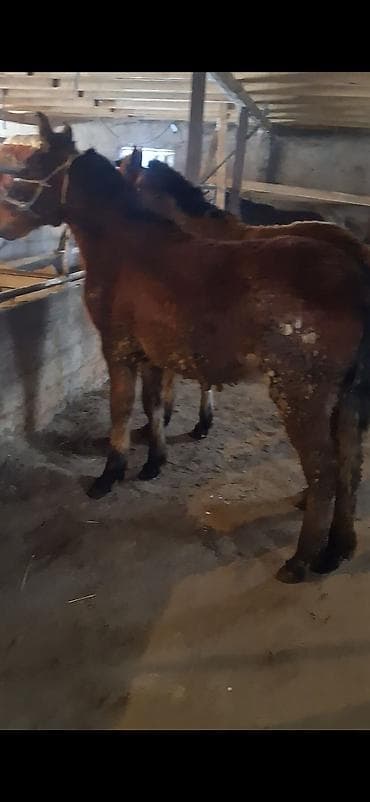 Иттер: Молодые мулаки (гибрид лошади и осла). - Окрас: рыжий/бурый, темная — 4