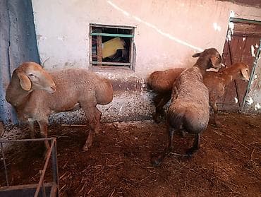 овцы баран: Продаю | Овца (самка), Баран (самец) | На забой — 9