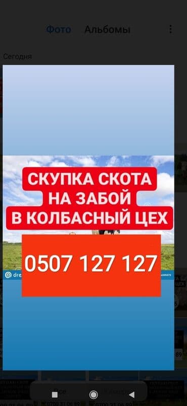 Куплю | Коровы, быки, Лошади, кони, Другие с/х животные | Круглосуточно, Любое состояние, Забитый at lalafo.kg Куплю | Коровы, быки, Лошади, кони, Другие с/х животные | Круглосуточно, Любое состояние, Забитый