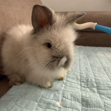 кошки без шерсти: Трех летний сын оторвал кролику шерсть на спине (НЕ СПЕЦИАЛЬНО)были в — 3