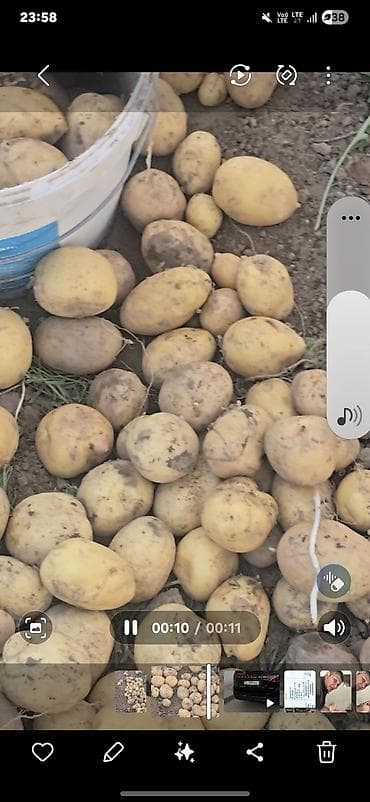 бу стол: Картошка В розницу — 2