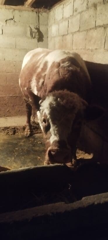 Собаки: Продаю | Бык (самец) | На откорм | Племенные — 1