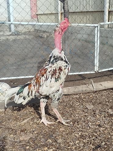 byd в рассрочку бишкек: Электровелосипед, Б/у — 2