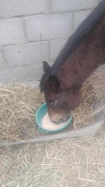 жеребёнок продается: Продаю | Жеребец | Конный спорт — 2