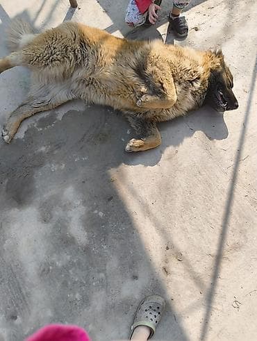 шотландская кошка прямоухая: Собака даром: Кавказская овчарка, 5 лет, Самка — 4