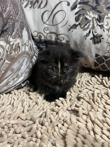 котята простые: Шотландские вислоухие котята (Scottish Fold) - Окрас: черепаховый — 1