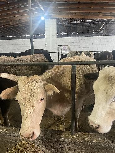 клевер красная речка: Продаю | Корова (самка) | Для разведения, Для молока — 4