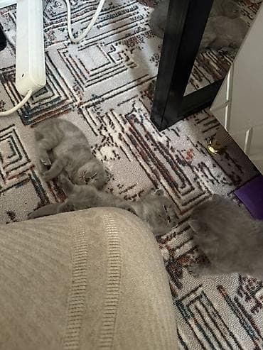 бурма кошка: Шотландские вислоухие котята (Scottish Fold), окрас голубой (blue). - — 8