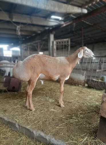 кролик рекс: Продаю | Баран (самец) | Эдильбаевская, Арашан, Гиссарская | Для разведения | Племенные, Осеменитель — 1