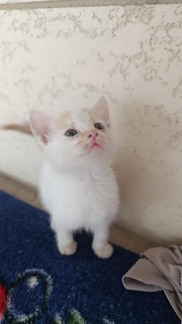 американская жесткошёрстная кошка цена: Котёнок домашний, короткошёрстный. Окрас: преимущественно белый с — 1