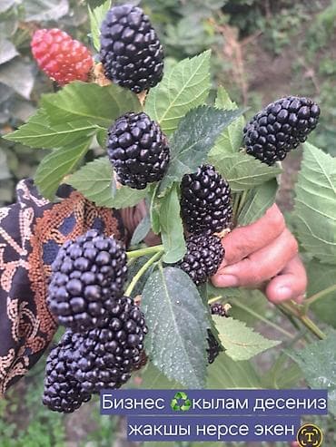 Уголь: Саженцы ежевики сорта Лох Несс - Сорт: Loch Ness (Лох Несс) — 2
