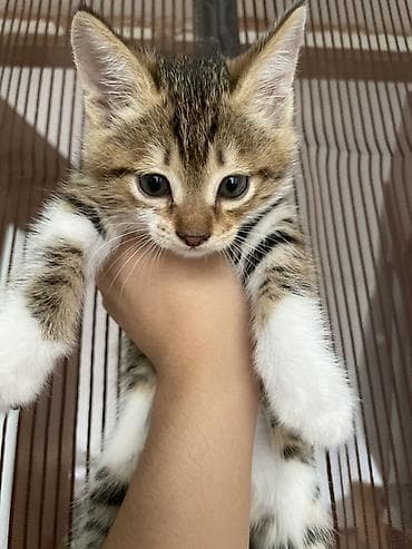 кошки породистые: Беспородная, 2 месяца, Мальчик — 1
