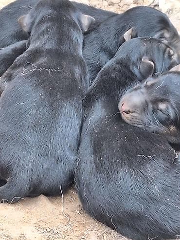 амстафф бишкек: Щенки немецкой овчарки апреля 3 родился - Щенки крепкие, 7000 и 6000 — 4