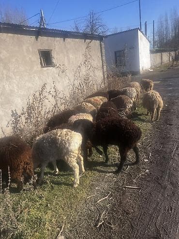 уулар: Сатам | Ургаачы кой (ургаачы) | Көбөйтүү үчүн — 3