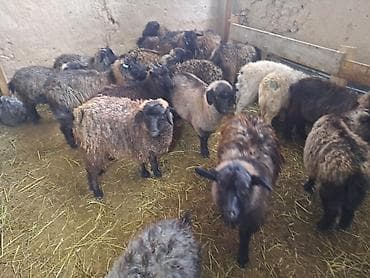 кочко: Продаю | Овца (самка) | Полукровка | Для разведения | Матка — 3