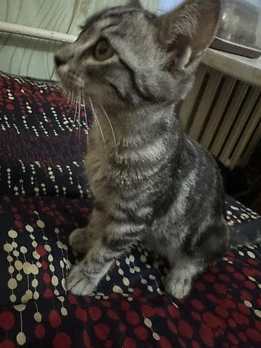 5 месяцев, Девочка, Приучена к лотку