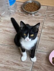 фонд добрые руки: Кошка даром: Беспородная, 3 месяца, Мальчик, Приучена к лотку, Проглистована, С документами — 10