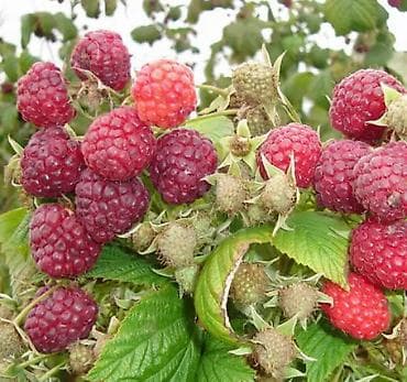 сейф мини: Ремонтантная Малина (саженцы/куст) - Крупноплодная малина с ягодами — 2