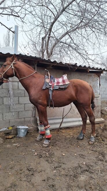 американский овчарка: Продаю | Конь (самец) | Дончак | Для разведения, Рабочий, Конный спорт | Племенные — 3