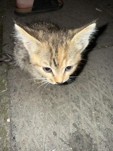 маленький кот: Котёнок, полосато-черепаховый окрас (табби с рыжими отметинами) — 2