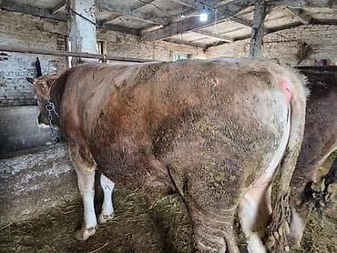 дойные коровы кара балта: Продаю | Бык (самец) | На откорм | Привязанные — 6