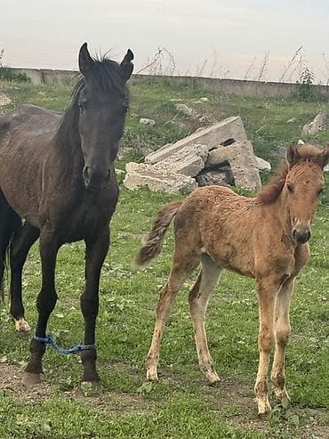 үй жаныбарлары: Сатам | Бээ (ургаачы) | Көбөйтүү үчүн — 7