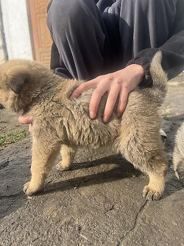 белинский овчарка: Щенки крупной пастушьей/сторожевой породы (помесь овчарочного типа) — 7