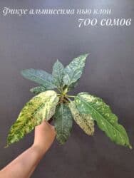 живые растения в аквариум купить: Комнатные растения, цветы (молодые растения, взрослые экземпляры). Не — 8